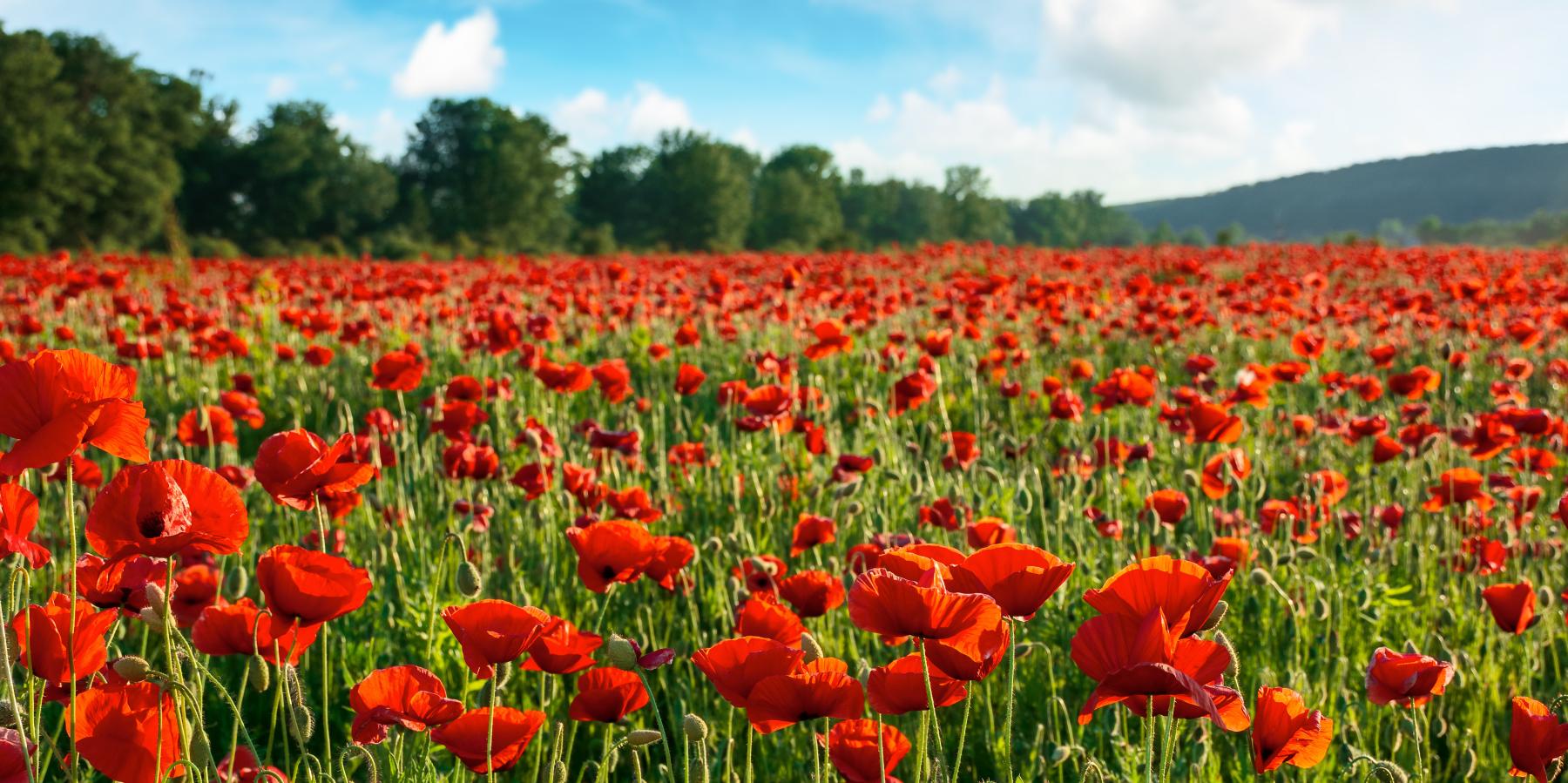 header EFSAS