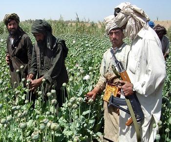 Publication: Taliban: Switch from Heroin to Methamphetamine